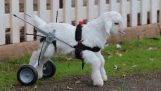 Novorodenca koza robí jeho prvé kroky na vozíku
