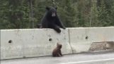 खतरनाक राजमार्ग से छोटे भालू सहेजता है