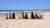 12 कुत्तों और समुद्र तट पर एक बिल्ली