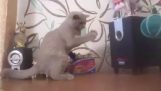 Kočka se snaží chytit basy