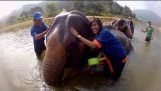 Banhando um elefante na Tailândia 