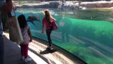 어린 소녀와 바다 사자 게임 태그. 바다 사자는 어린 소녀에 대 한 걱정.