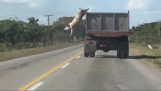 Świnia ucieka od ciężarówki