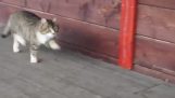 Kočka, pochodování