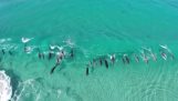 Los delfines hacen surf