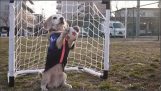 Pes se připravuje na Mistrovství světa ve fotbale
