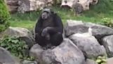 Neonacisté šimpanz