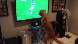 O cachorro que ama a Copa do mundo