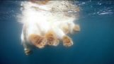 Полярни мечки & климатичните промени: Търсенето на лед