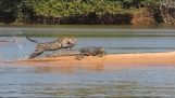 Jaguar attackerar krokodil