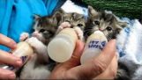 De kittens genieten van hun melk