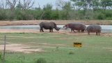 Rhino vs hippopotame