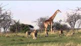 Küçük aslan sürüsü zürafa korur