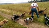 Hundar med funktionshinder spela på deras vagnar