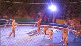 Leeuwen aanval circus in Oekraïne thiriodamastes