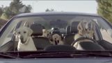 Cães no papel de condução