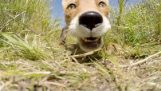 Fox krade a snaží se jíst GoPro kamery