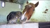 Şoarecele şi pisica cal în momente plăcute