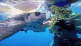 Dykkere redde en skildpadde