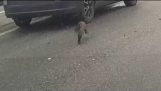 Accidente de vehículo de múltiples causas de gato ruso