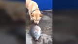Koira yrittää tallentaa kala;