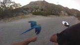 Cursa cu un papagal în PAROS