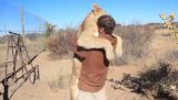 ライオンと男の好きな瞬間