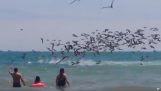 Kŕdeľ pelikány udělali splash v oceáne