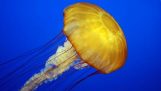 La piqûre de la méduse en slow motion