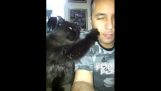 A cat asks politely more cuddly