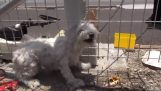 Záchranu toulavého psa, který žil na vlakových spojů