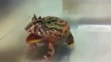 Çok kızgın bir kurbağa