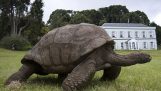 A mais velha tartaruga no mundo é 182 anos