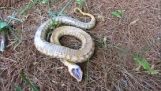 En slange som spiller død