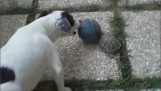 Черепахи і собака грати в футбол