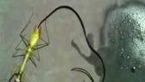 Killen dödar en zombie praying mantis, avslöjar en stor parasit som lever inuti
