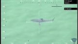 Tubarão branco espalhar o terror na praia em Massachusetts