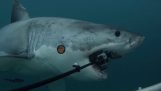 Atak biały rekin w GoPro