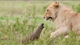 Leão vs Mongoose-de-cauda-marrom