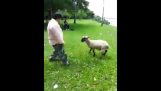 As vinganças de ovelhas
