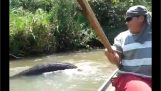 ブラジルの川の巨大なアナコンダ