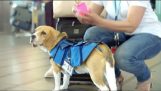 一只狗在机场的服务的丢失