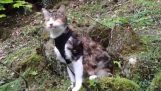 Un chat aveugle faire la randonnée avec son patron