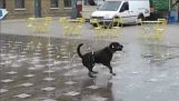 Le chien heureux en fontaine