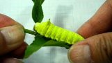 Caterpillar röst