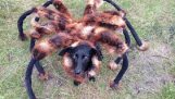 Prank: The huge mutant spider