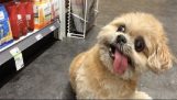 Собака Марни в супермаркетах