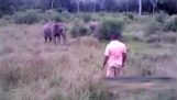 Hur stoppar man en elefant som attackerade;