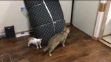 Kattunge spiller spillet av Tag med voksen katt