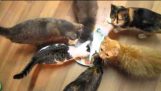 Gatos adoráveis tentam comer atum invisível